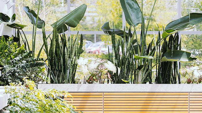 Topf- und Zimmerpflanzen: so gelingt der Umzug